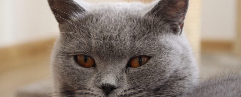 koty brytyjskie charakter-Kizy Mizy