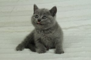 koty brytyjskie niebieskie krótkowłose-miot r