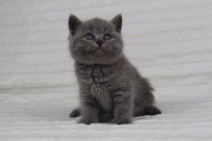 koty brytyjskie niebieskie krótkowłose miot-r