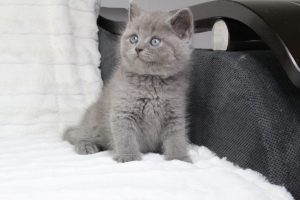 koty brytyjskie niebieskie krótkowłose miot-r