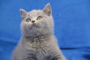 Koty Brytyjskie Niebieskie Krótkowłose Miot Y