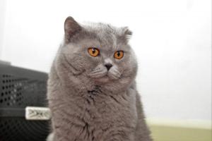 Bonifacy Hodowla Kotów Brytyjskich Niebieskie Misie*PL