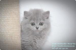 Isssak Niebieskie Misie kot brytyjski długowłosy (12)