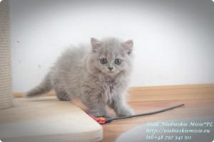 Isssak Niebieskie Misie kot brytyjski długowłosy (2)