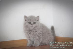 Isssak Niebieskie Misie kot brytyjski długowłosy (4)