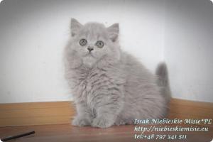 Isssak Niebieskie Misie kot brytyjski długowłosy (6)