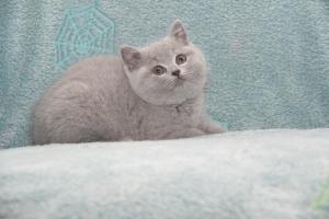 Koty Brytyjskie Niebieskie-Bogna (16)