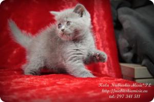 Kala Niebieskie Misie-koty brytyjskie (13)