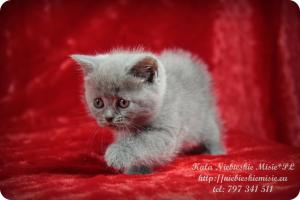 Kala Niebieskie Misie-koty brytyjskie (19)