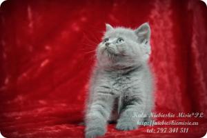 Kala Niebieskie Misie-koty brytyjskie (22)