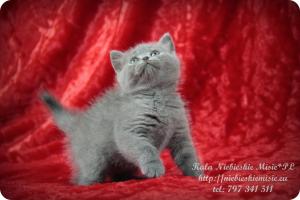 Kala Niebieskie Misie-koty brytyjskie (26)