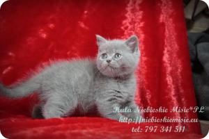 Kala Niebieskie Misie-koty brytyjskie (4)