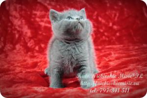 Kato Niebieskie Misie-koty brytyjskie (18)