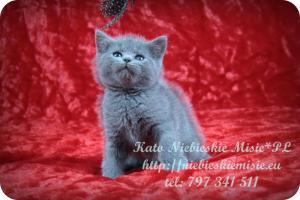 Kato Niebieskie Misie-koty brytyjskie (23)