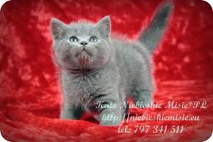 Kato Niebieskie Misie-koty brytyjskie (30)