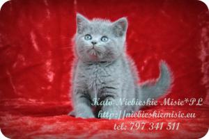 Kato Niebieskie Misie-koty brytyjskie (31)
