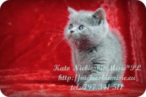 Kato Niebieskie Misie-koty brytyjskie (33)