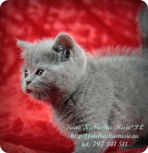 Kato Niebieskie Misie-koty brytyjskie (4)