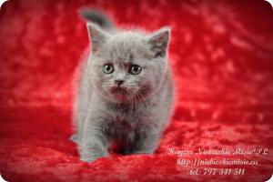 Kaycee Niebieskie Misie-koty brytyjskie (10)