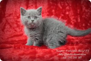 Kaycee Niebieskie Misie-koty brytyjskie (14)