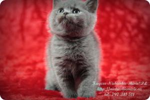 Kaycee Niebieskie Misie-koty brytyjskie (16)