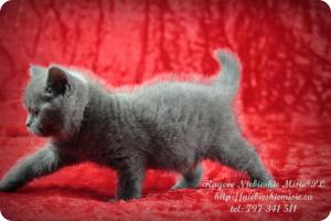 Kaycee Niebieskie Misie-koty brytyjskie (20)