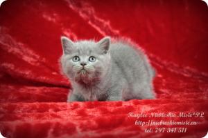 Kaylee Niebieskie Misie-koty brytyjskie (1)