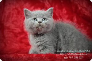 Kaylee Niebieskie Misie-koty brytyjskie (5)
