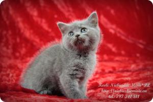 Keeli Niebieskie Misie-koty brytyjskie (17)