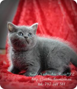 Keeli Niebieskie Misie-koty brytyjskie (22)