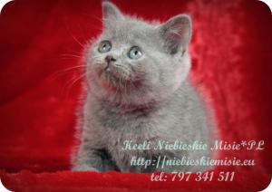 Keeli Niebieskie Misie-koty brytyjskie (25)