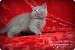Keeli Niebieskie Misie-koty brytyjskie (6)