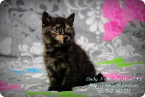 Lindy Niebieskie Misie-koty brytyjskie czarny szylkret (1)