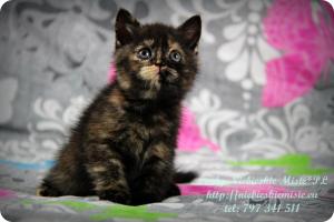 Lindy Niebieskie Misie-koty brytyjskie czarny szylkret (13)