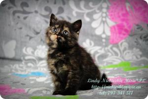Lindy Niebieskie Misie-koty brytyjskie czarny szylkret (2)