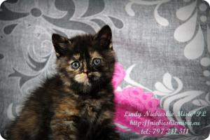 Lindy Niebieskie Misie-koty brytyjskie czarny szylkret (27)