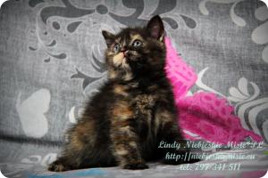 Lindy Niebieskie Misie-koty brytyjskie czarny szylkret (28)