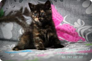 Lindy Niebieskie Misie-koty brytyjskie czarny szylkret (30)