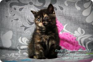 Lindy Niebieskie Misie-koty brytyjskie czarny szylkret (32)