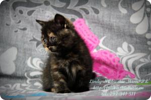Lindy Niebieskie Misie-koty brytyjskie czarny szylkret (33)