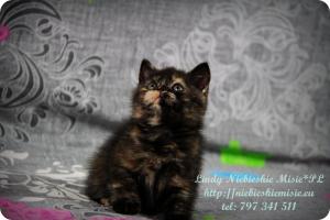 Lindy Niebieskie Misie-koty brytyjskie czarny szylkret (38)