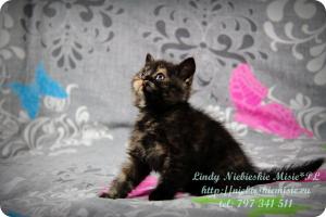 Lindy Niebieskie Misie-koty brytyjskie czarny szylkret (8)