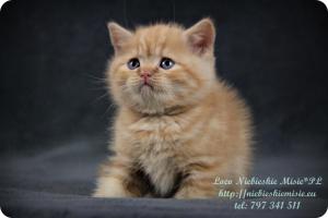 Loco Niebieskie Misie-rude koty brytyjskie (1)