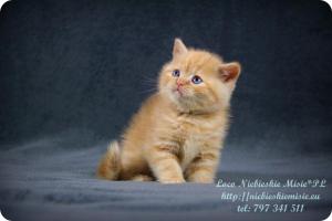 Loco Niebieskie Misie-rude koty brytyjskie (10)