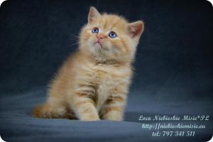 Loco Niebieskie Misie-rude koty brytyjskie (12)