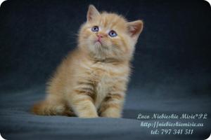 Loco Niebieskie Misie-rude koty brytyjskie (13)