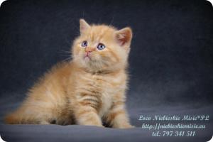 Loco Niebieskie Misie-rude koty brytyjskie (16)