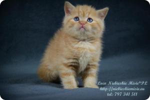 Loco Niebieskie Misie-rude koty brytyjskie (17)