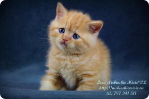 Loco Niebieskie Misie-rude koty brytyjskie (2)