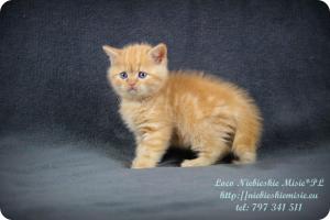 Loco Niebieskie Misie-rude koty brytyjskie (24)
